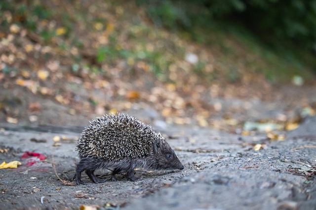 湖人对阵公 湖人对阵公